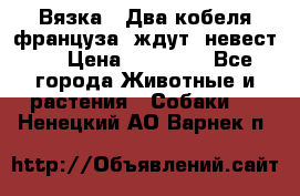  Вязка ! Два кобеля француза ,ждут  невест.. › Цена ­ 11 000 - Все города Животные и растения » Собаки   . Ненецкий АО,Варнек п.